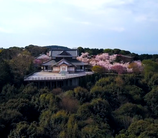 将軍塚青龍殿 天空の桜　映像制作